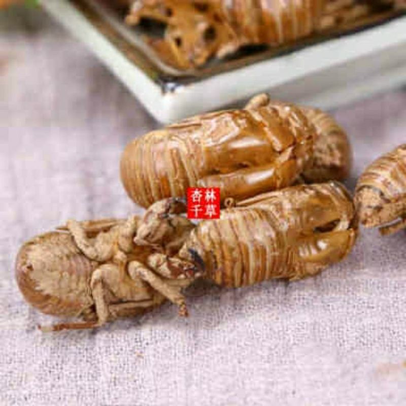 中药材蝉蜕蝉衣蝉壳虫蜕虫退爬了猴壳知了皮包