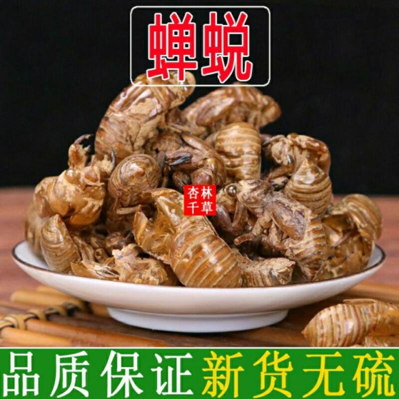 中药材蝉蜕蝉衣蝉壳虫蜕虫退爬了猴壳知了皮包