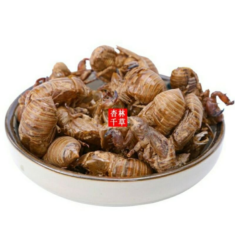 中药材蝉蜕蝉衣蝉壳虫蜕虫退爬了猴壳知了皮包