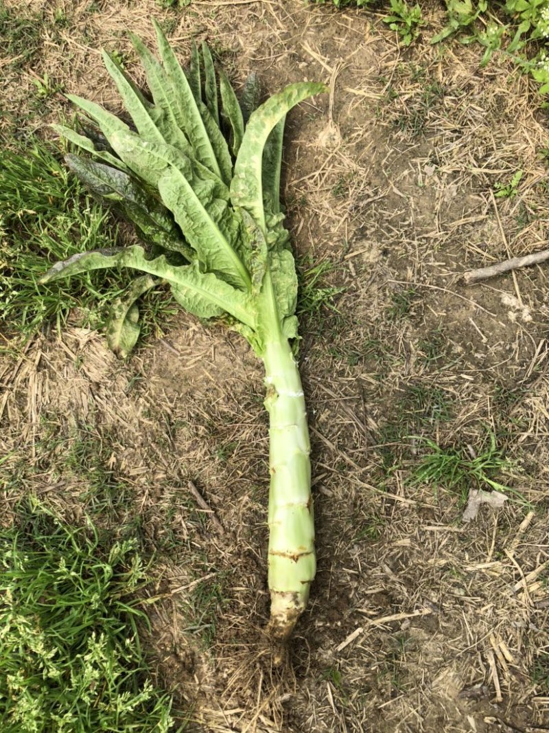 红叶青皮香莴笋产地直供种植基地专业合作社