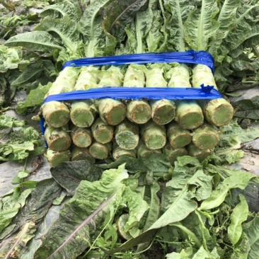 红叶青皮香莴笋产地直供种植基地专业合作社