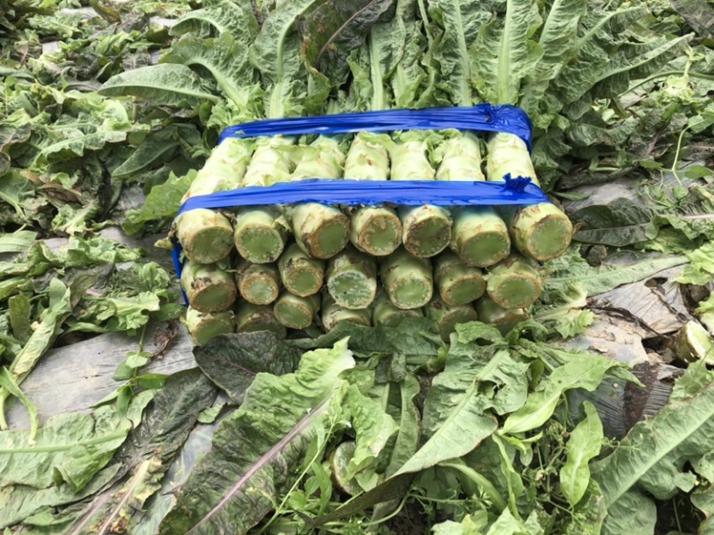 红叶青皮香莴笋产地直供种植基地专业合作社