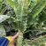 红叶青皮香莴笋产地直供种植基地专业合作社