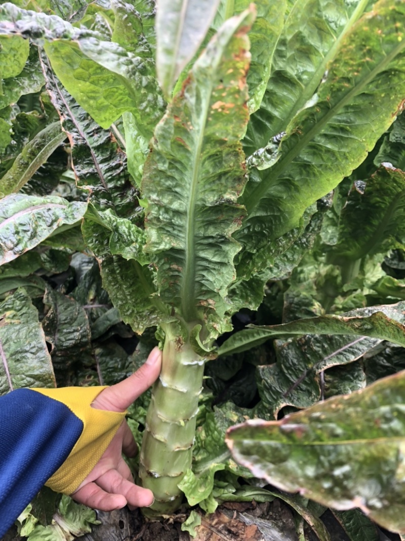 红叶青皮香莴笋产地直供种植基地专业合作社