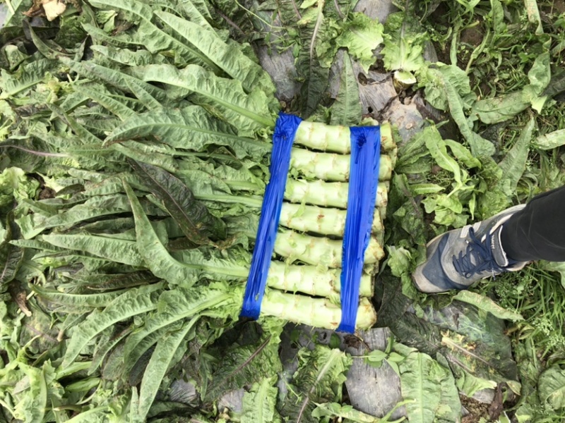 红叶青皮香莴笋产地直供种植基地专业合作社