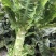 红叶青皮香莴笋产地直供种植基地专业合作社