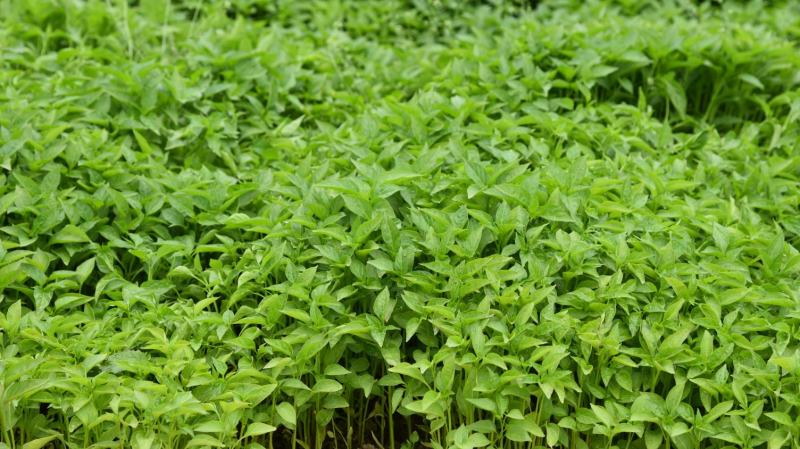 辣椒苗：品种齐全，基地直供，全国发货，免费指导，种植回收