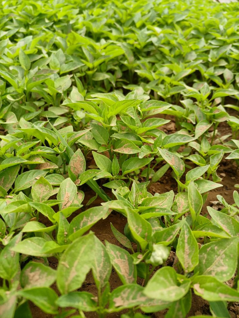 辣椒苗：品种齐全，基地直供，全国发货，免费指导，种植回收