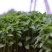 辣椒苗：品种齐全，基地直供，全国发货，免费指导，种植回收