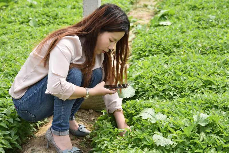 辣椒苗：品种齐全，基地直供，全国发货，免费指导，种植回收