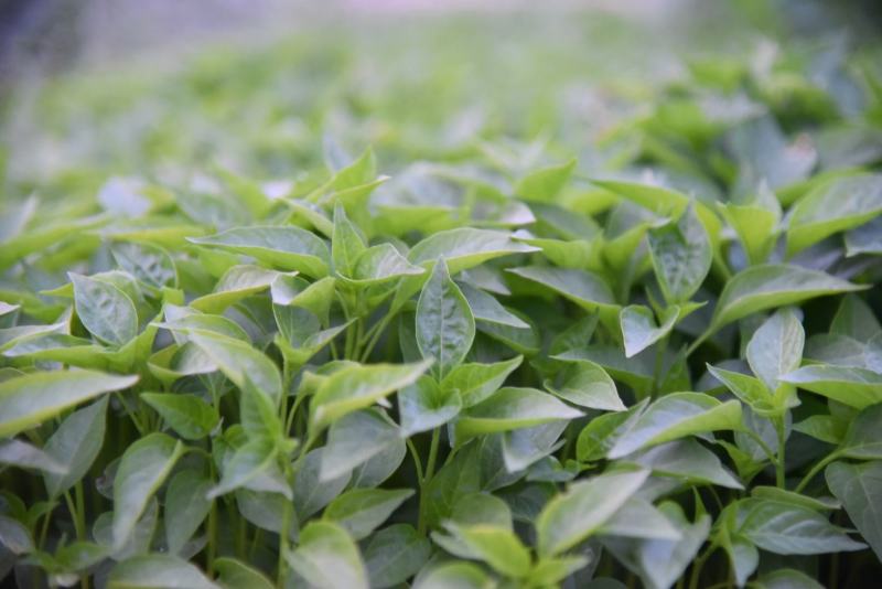 辣椒苗：品种齐全，基地直供，全国发货，免费指导，种植回收