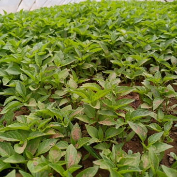 辣椒苗：品种齐全，基地直供，全国发货，免费指导，种植回收