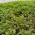 辣椒苗：品种齐全，基地直供，全国发货，免费指导，种植回收