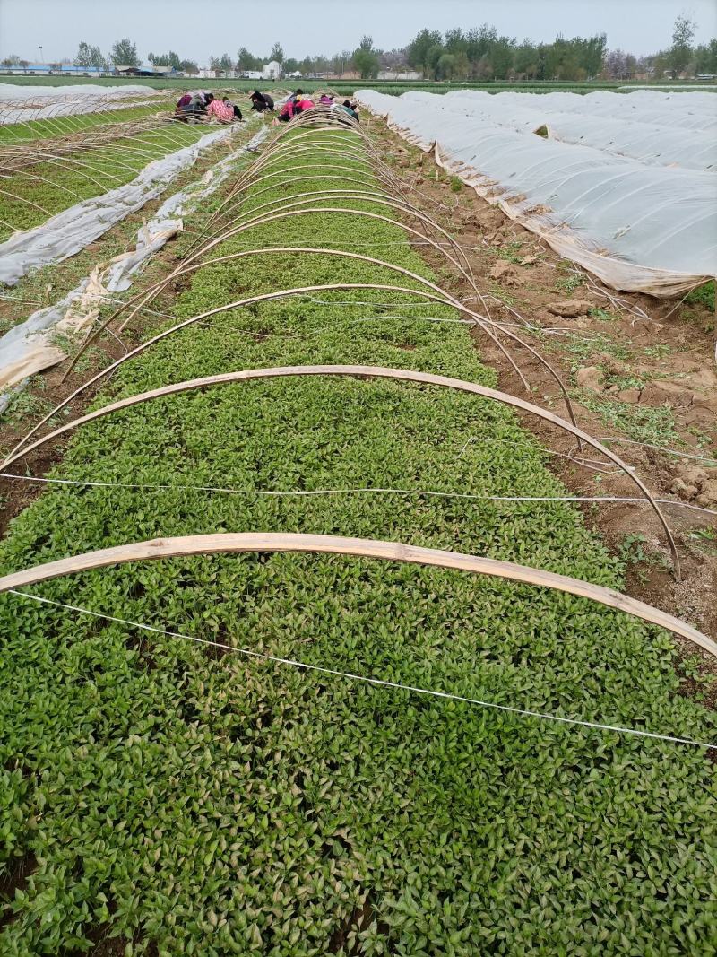 辣椒苗：品种齐全，基地直供，全国发货，免费指导，种植回收