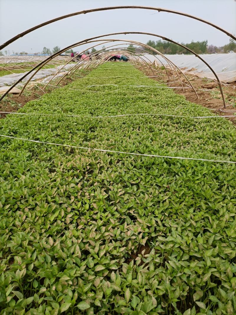 辣椒苗：品种齐全，基地直供，全国发货，免费指导，种植回收