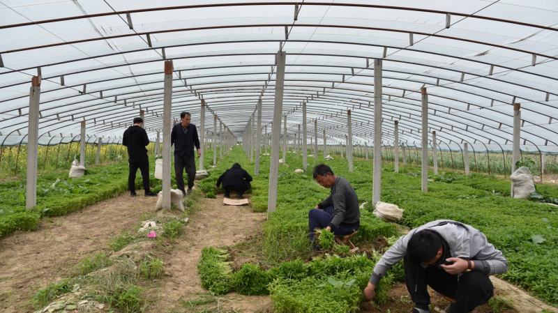 辣椒苗：品种齐全，基地直供，全国发货，免费指导，种植回收
