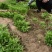 辣椒苗：品种齐全，基地直供，全国发货，免费指导，种植回收