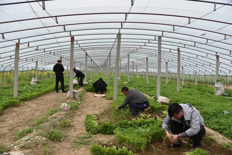辣椒苗：品种齐全，基地直供，全国发货，免费指导，种植回收