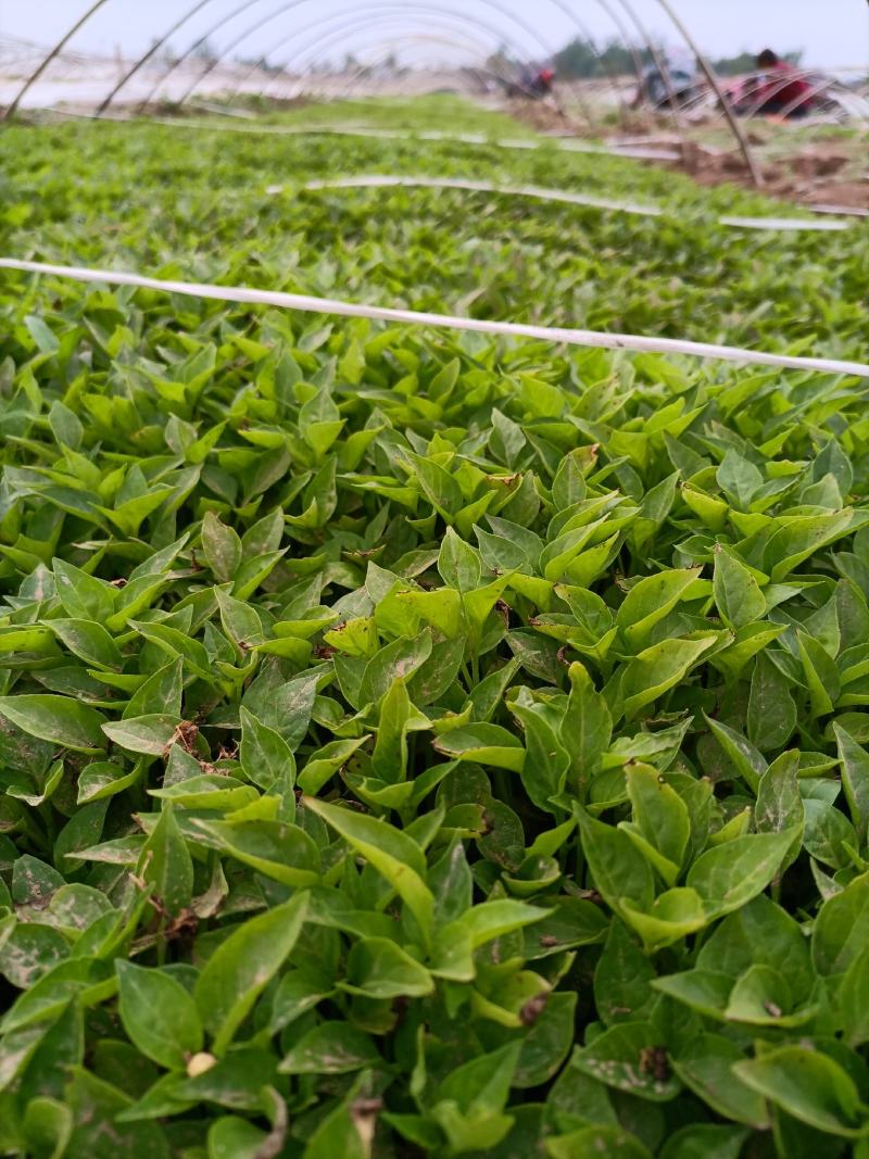辣椒苗：品种齐全，基地直供，全国发货，免费指导，种植回收