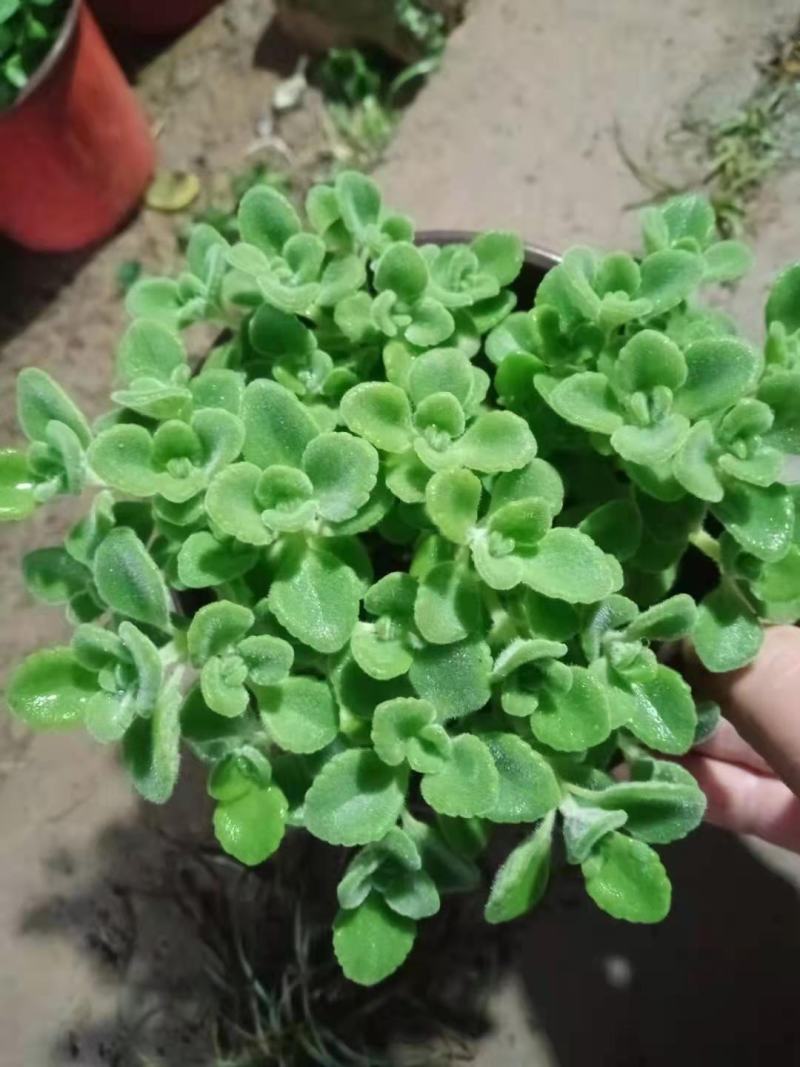碰碰香，苗圃直发，品质优，价格低欢迎询价