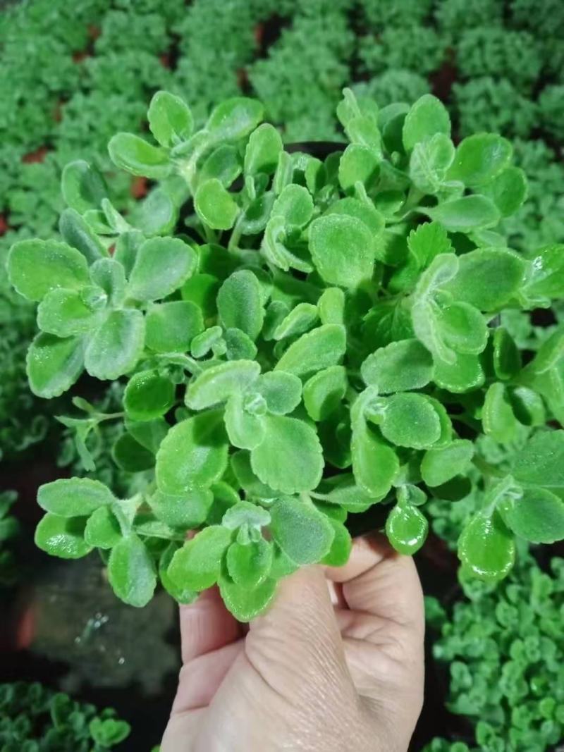 碰碰香，苗圃直发，品质优，价格低欢迎询价