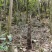 农家柴火笋干烟笋熏笋优质烟笋烟熏笋笋尖