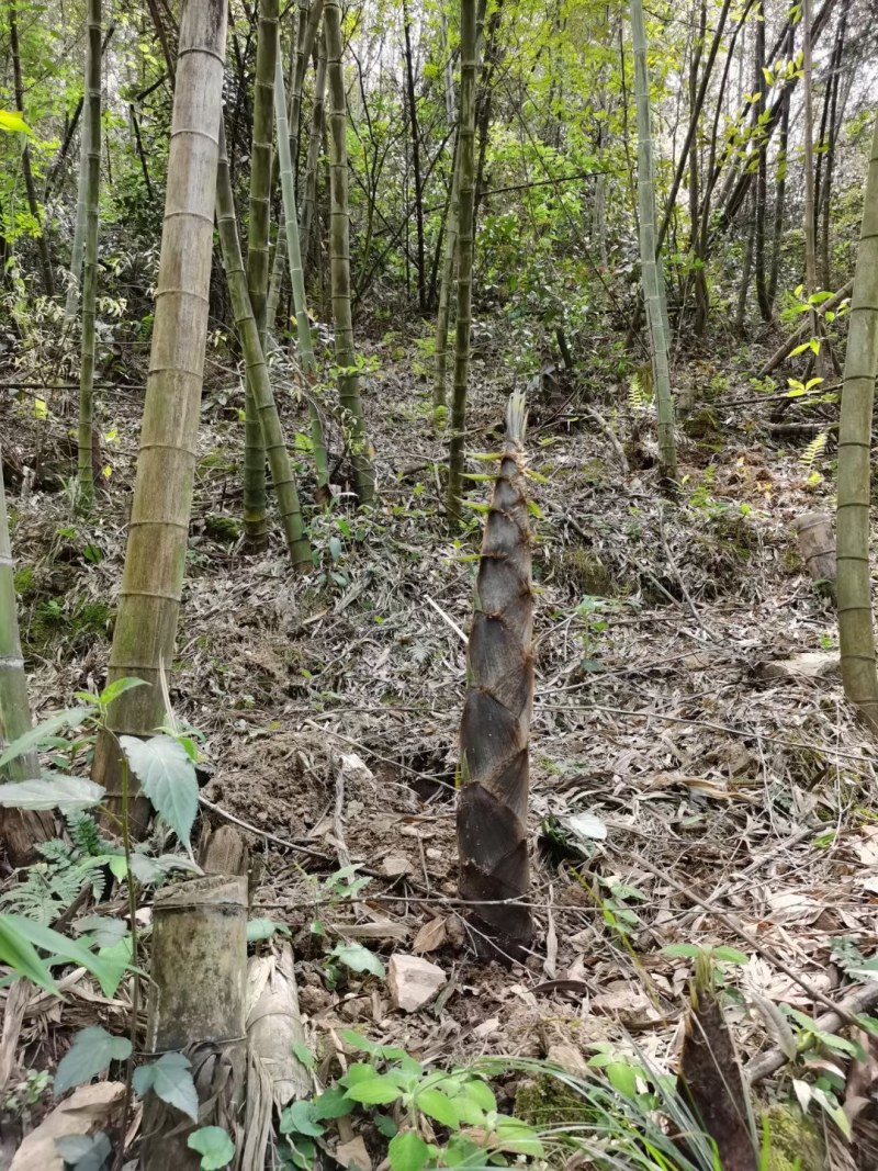 农家柴火笋干烟笋熏笋优质烟笋烟熏笋笋尖