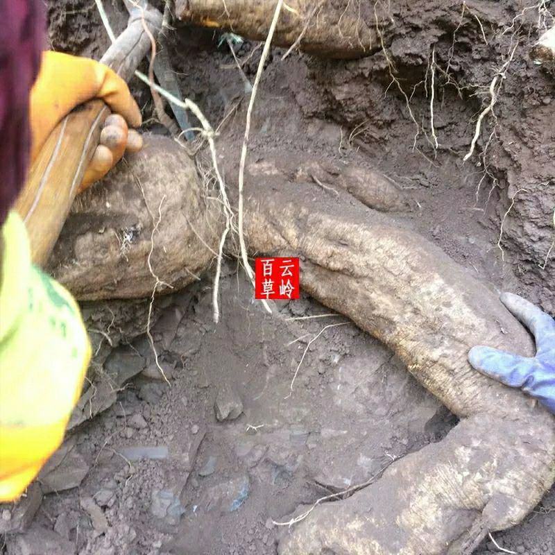 云南野生中药材苦葛根深山苦葛根葛根茶葛根块包邮