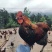 山林散养土鸡