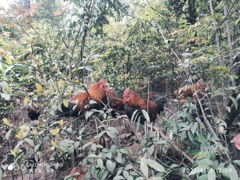 山林散养土鸡