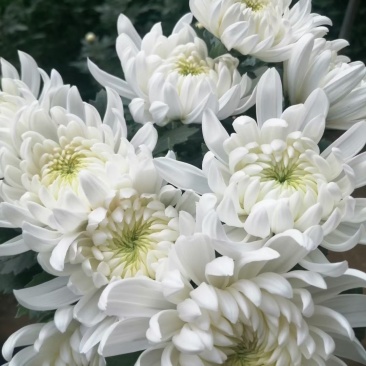 精品黄菊、白菊花鲜切花精品黄菊、白菊种苗