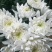 精品黄菊、白菊花鲜切花精品黄菊、白菊种苗
