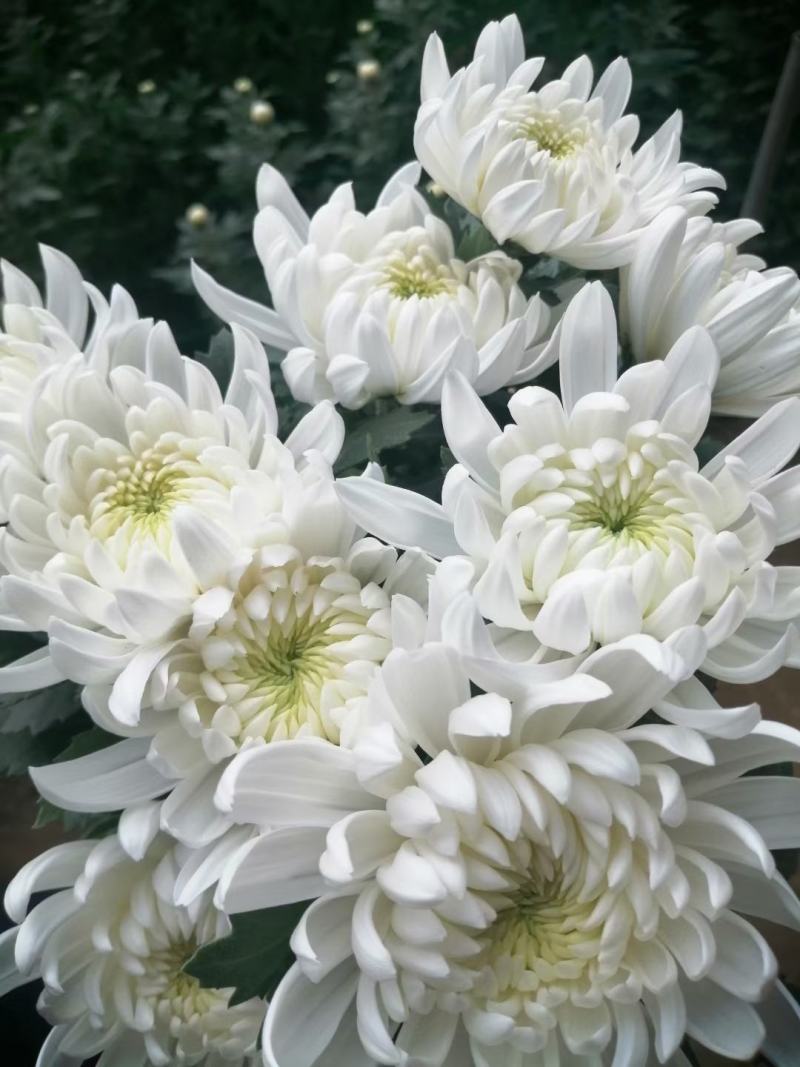 精品黄菊、白菊花鲜切花精品黄菊、白菊种苗