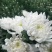 精品黄菊、白菊花鲜切花精品黄菊、白菊种苗