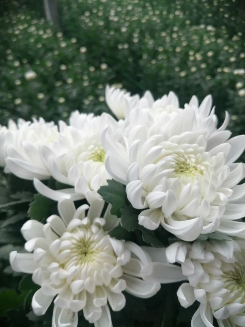 精品黄菊、白菊花鲜切花精品黄菊、白菊种苗