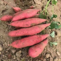 沙地西瓜红，基地直供，无虫眼，皮色红，特别甜