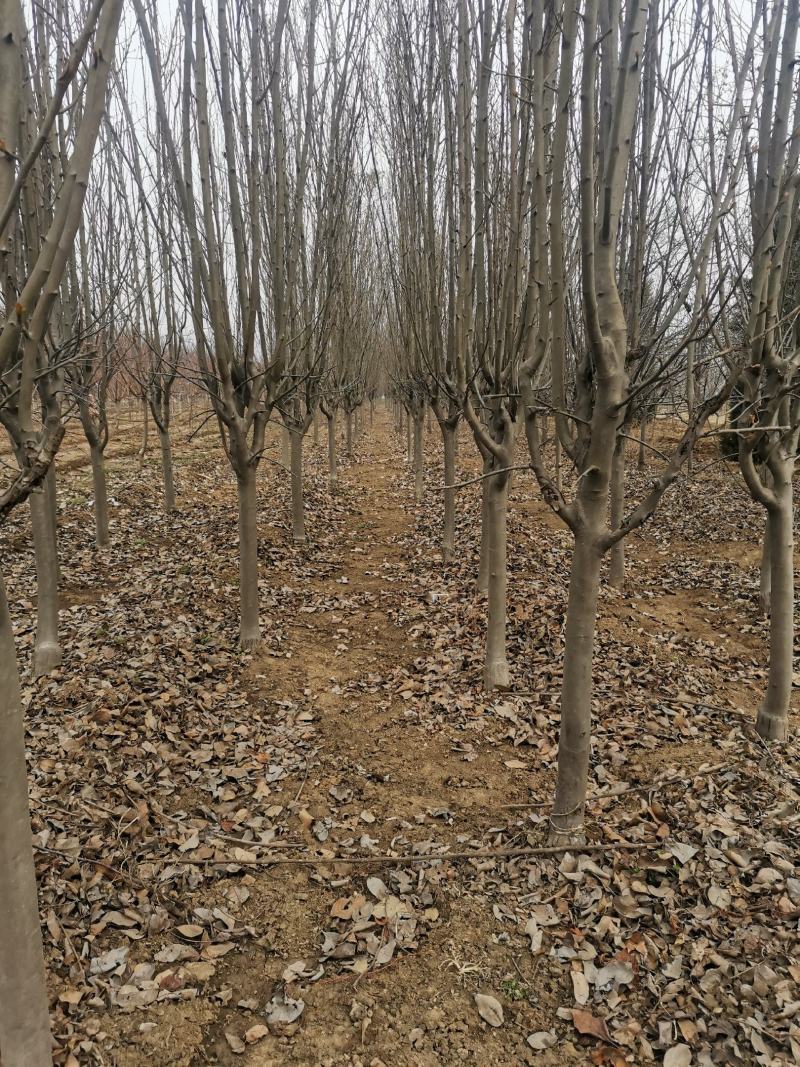 西府海棠5-6公分自家种
