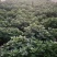 菊花:包括种苗，鲜花0.5~1米