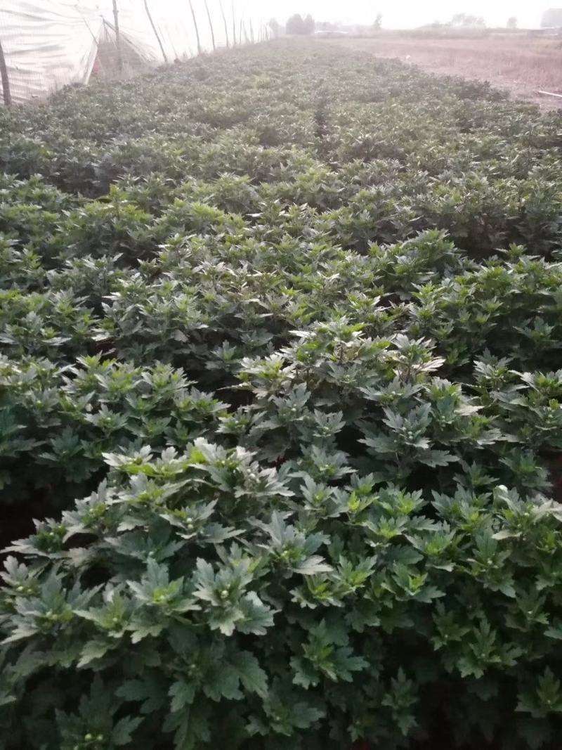 菊花:包括种苗，鲜花0.5~1米