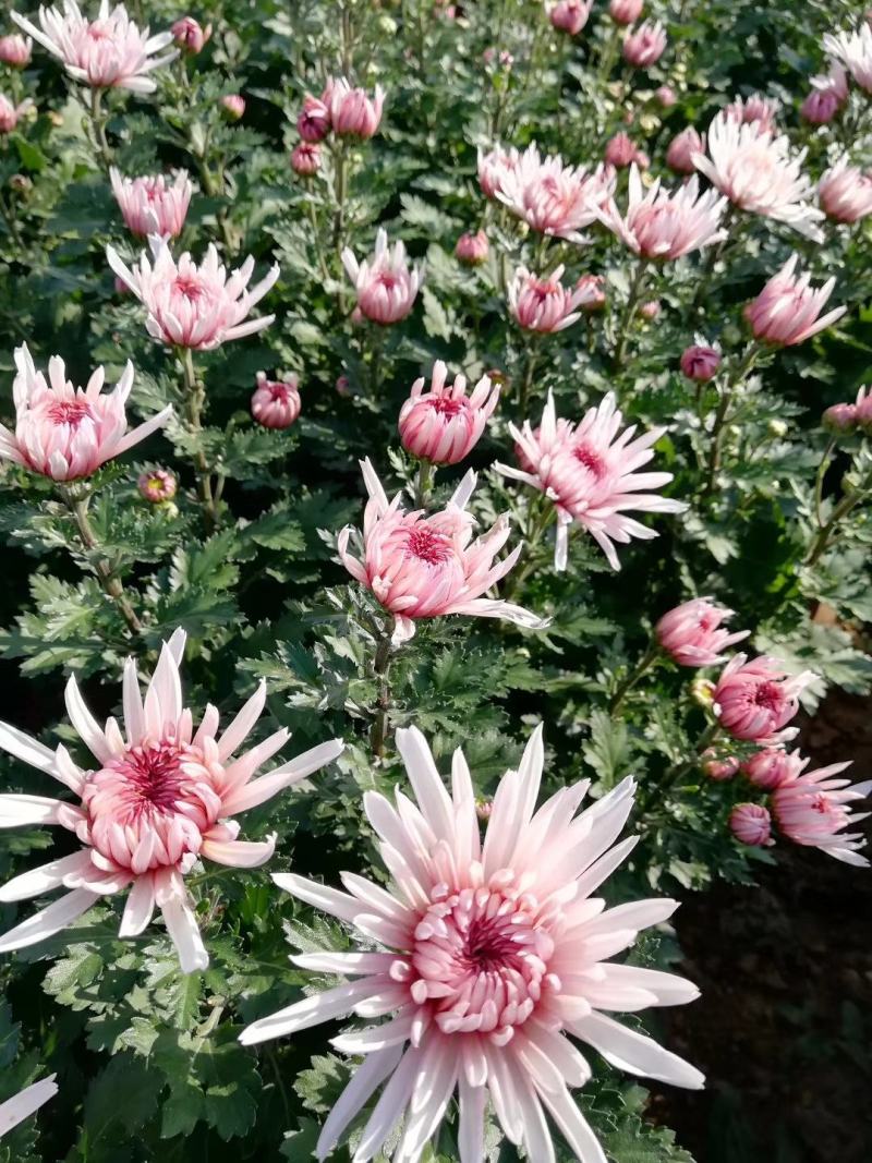 菊花:包括种苗，鲜花0.5~1米