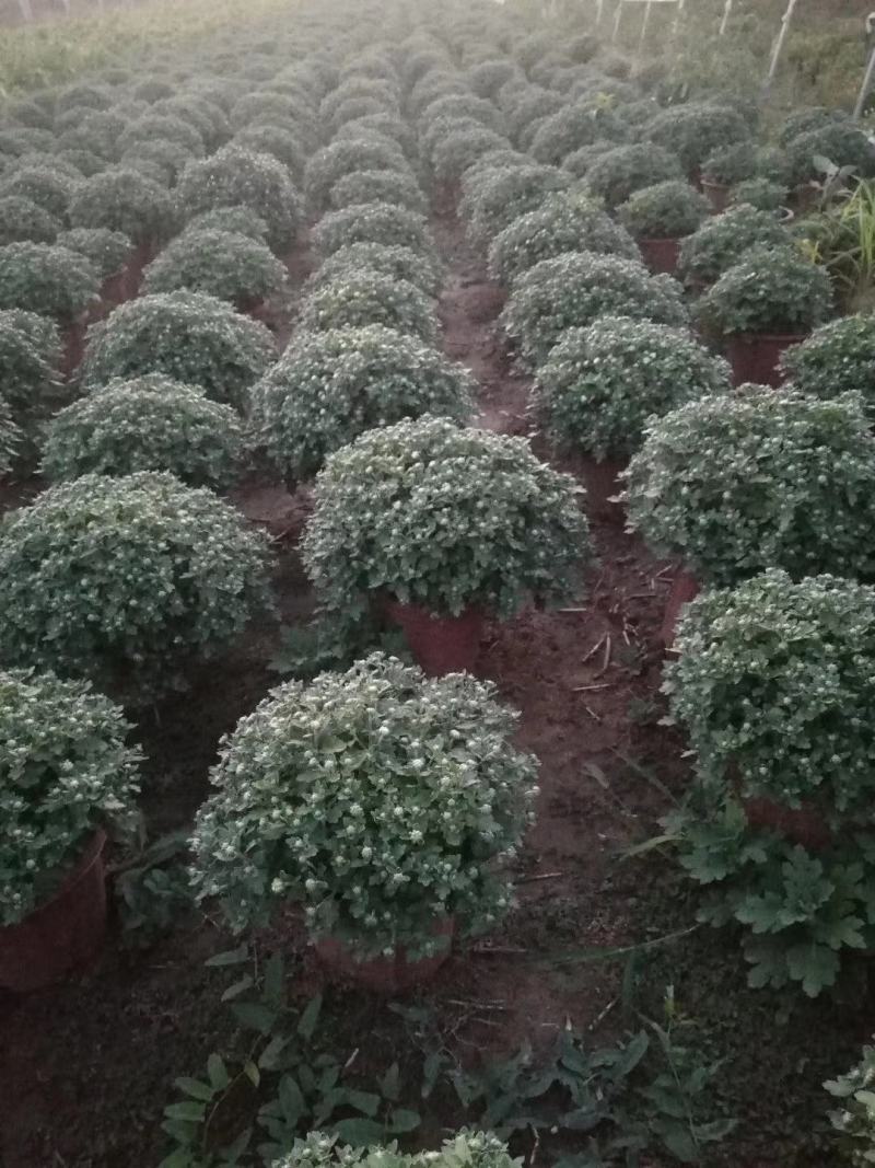 菊花:包括种苗，鲜花0.5~1米