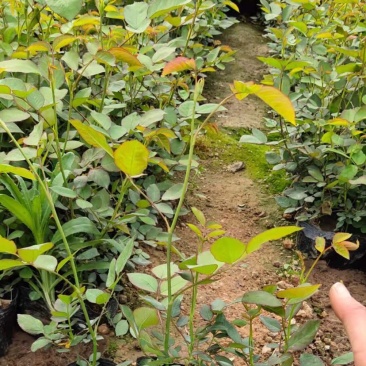 供应丰花月季丰花月季基地丰花月季批发