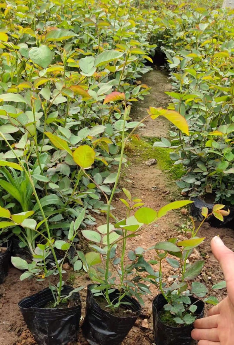 供应丰花月季丰花月季基地丰花月季批发