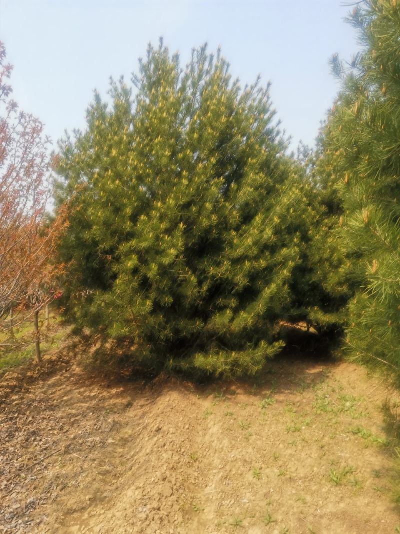 白皮松精品5米自家种植