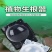 植物生根高压盒扦插嫁接生根盒园林树木高空压枝生根繁殖器球
