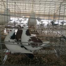 鸽子，活鸽子，冰鲜白条鸽，原粮乳鸽，养殖场直供。