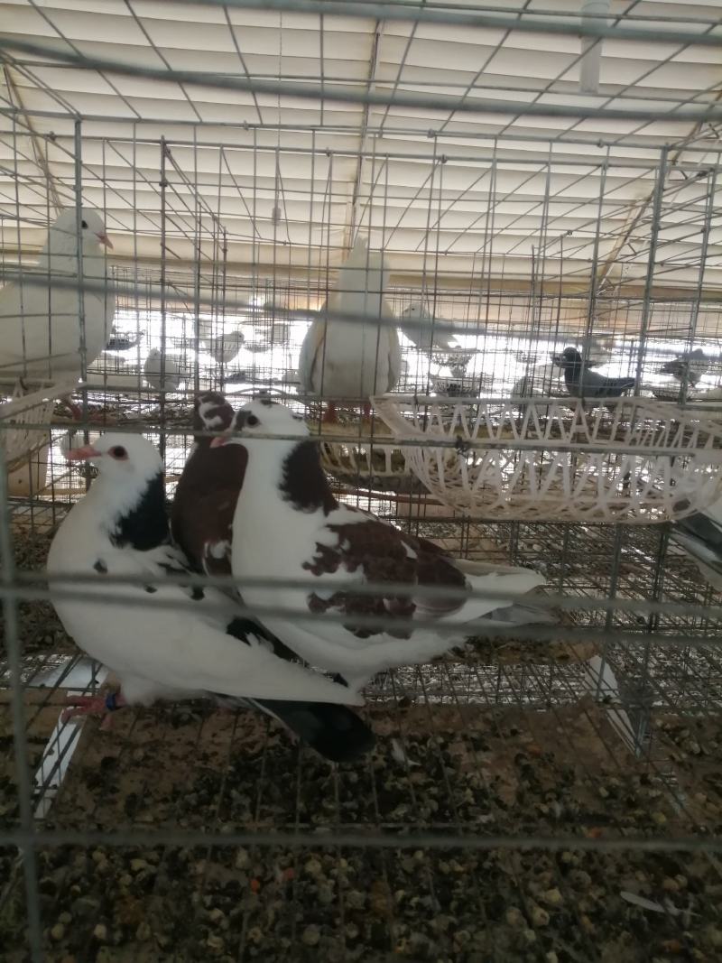 鸽子，活鸽子，冰鲜白条鸽，原粮乳鸽，养殖场直供。