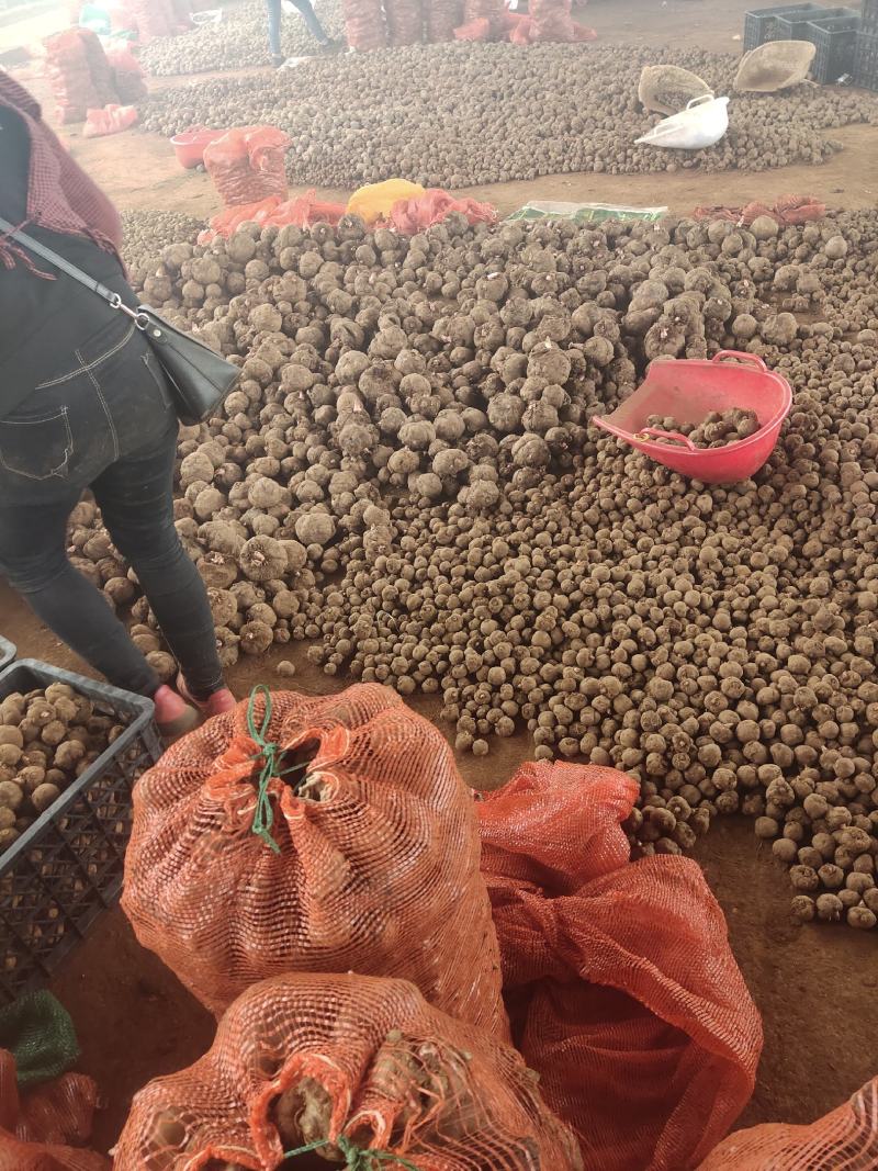 【推荐】精品魔芋，包邮到家，量大从优，基地直发