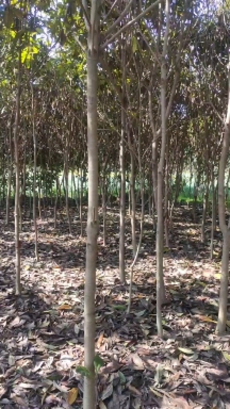 枇杷树4cm价格，5公分枇杷树价格，8公分枇杷树价格