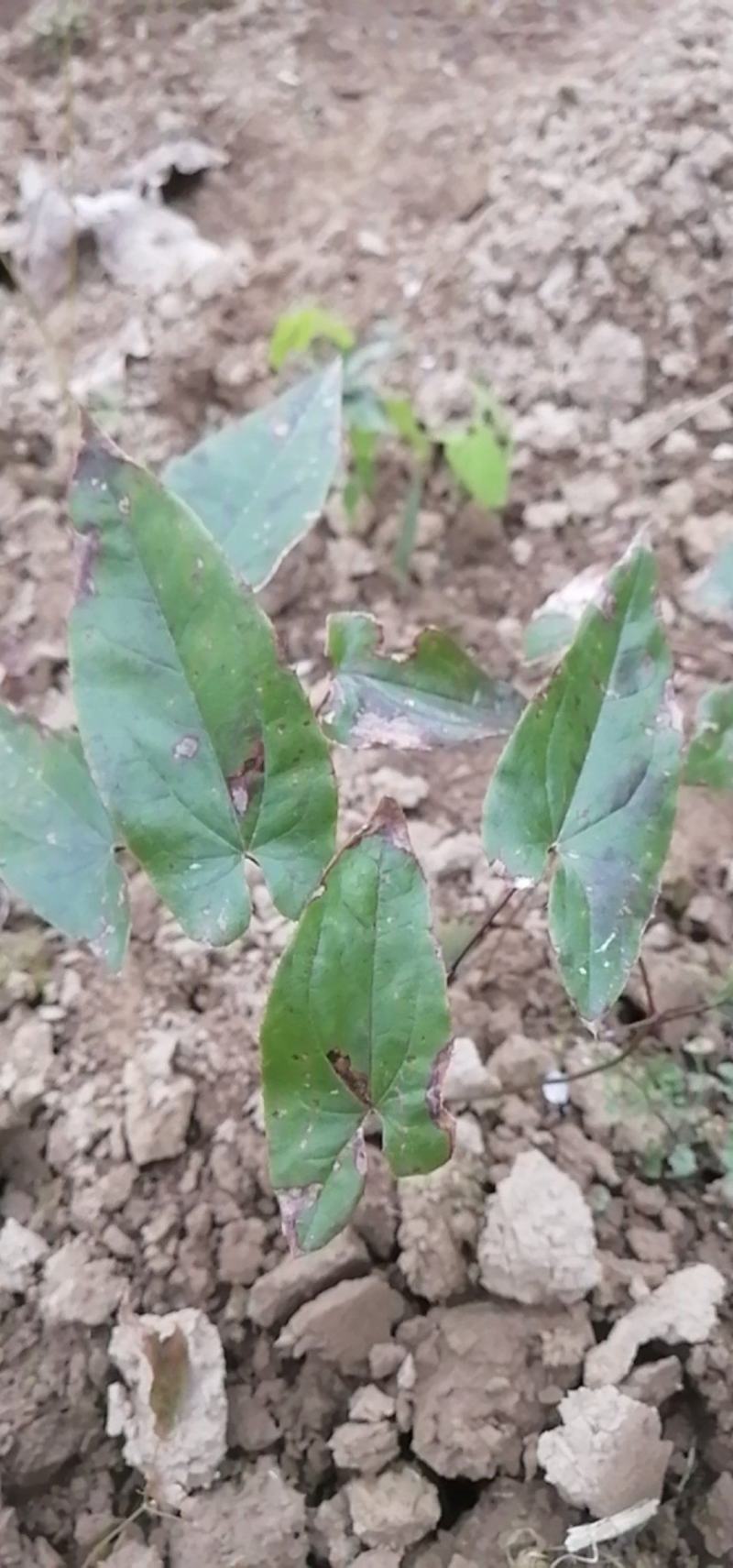 淫羊藿种苗，下单现挖。